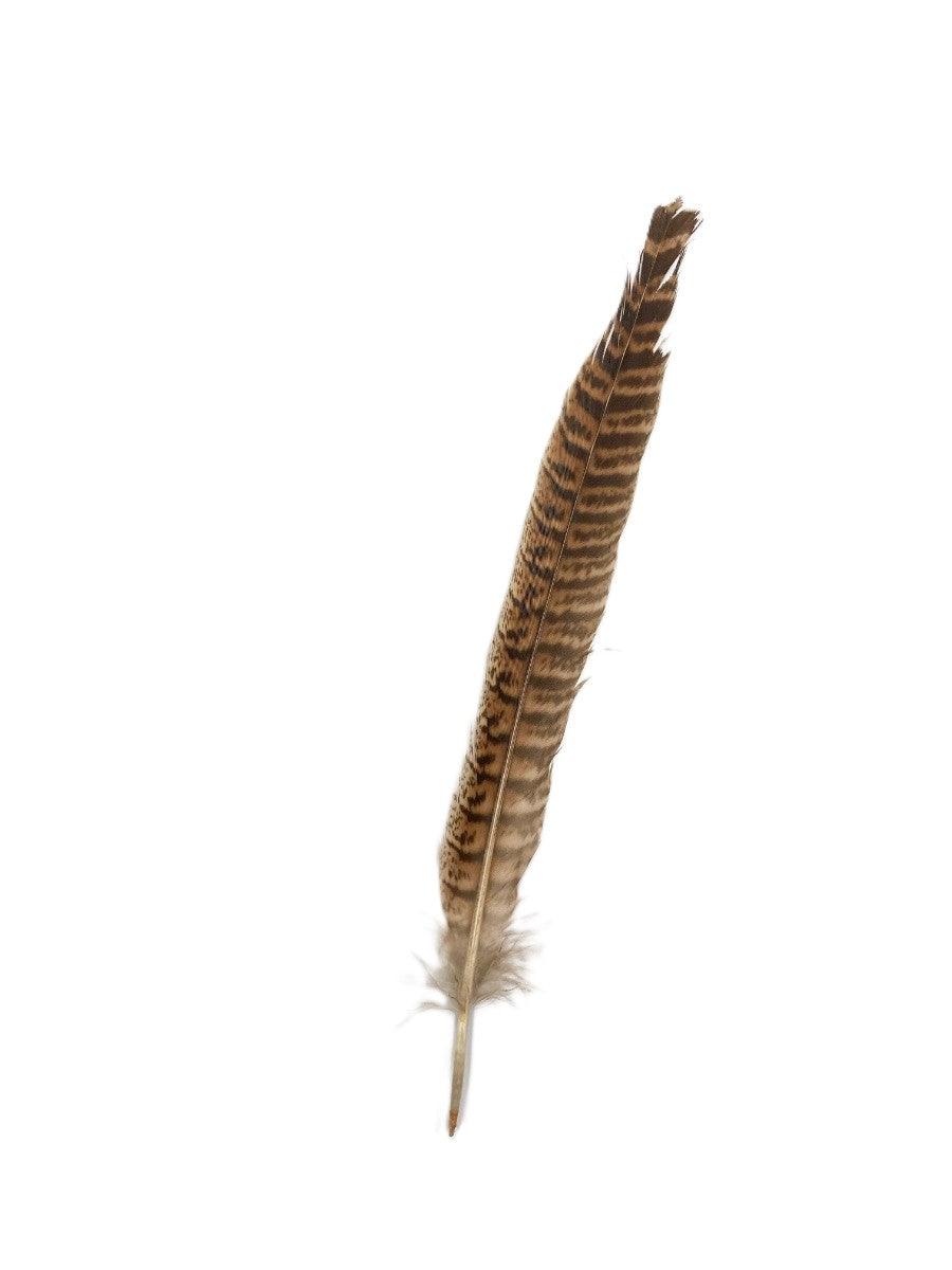 Dark Hat Feather 02862