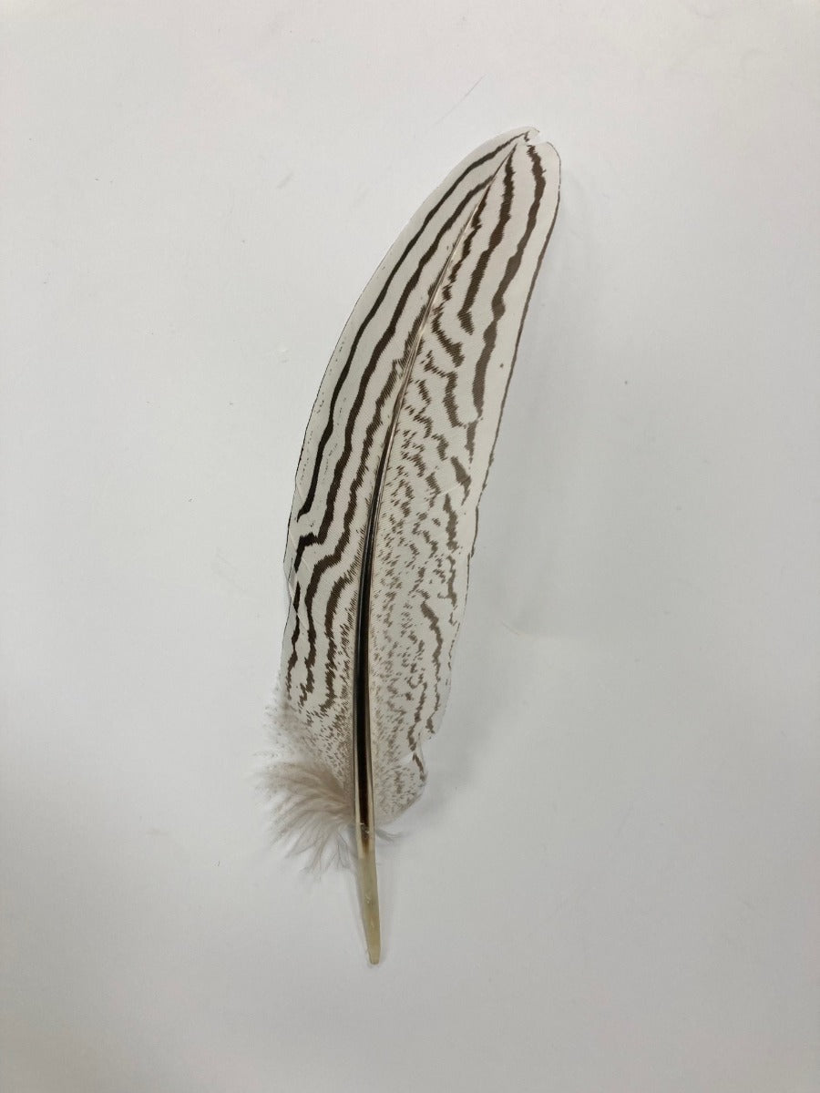 White Hat Feather 02864